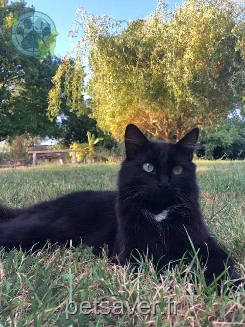 chatte reunited 36120 Mâron Dora
