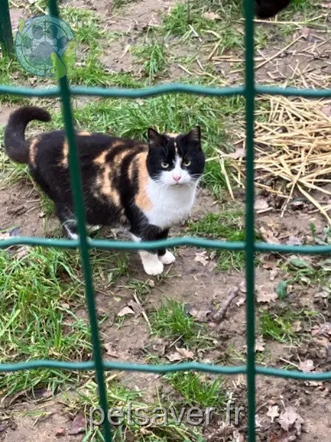 chatte reunited   36110 Levroux Eden