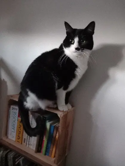 Chatte Perdue 36 Indre Chatte Perdue 36 Indre