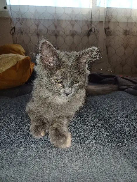 Chatte Perdue 36 Indre Chatte Perdue 36 Indre