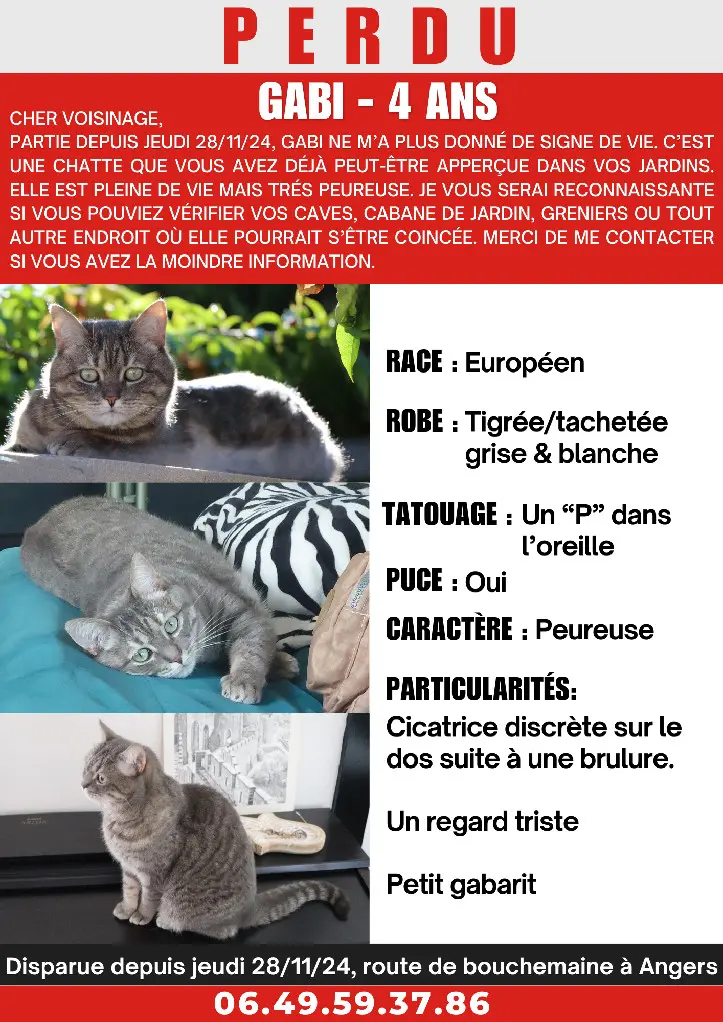 Chatte Perdue 36 Indre - Gabi Chatte Perdue 36 Indre - Gabi