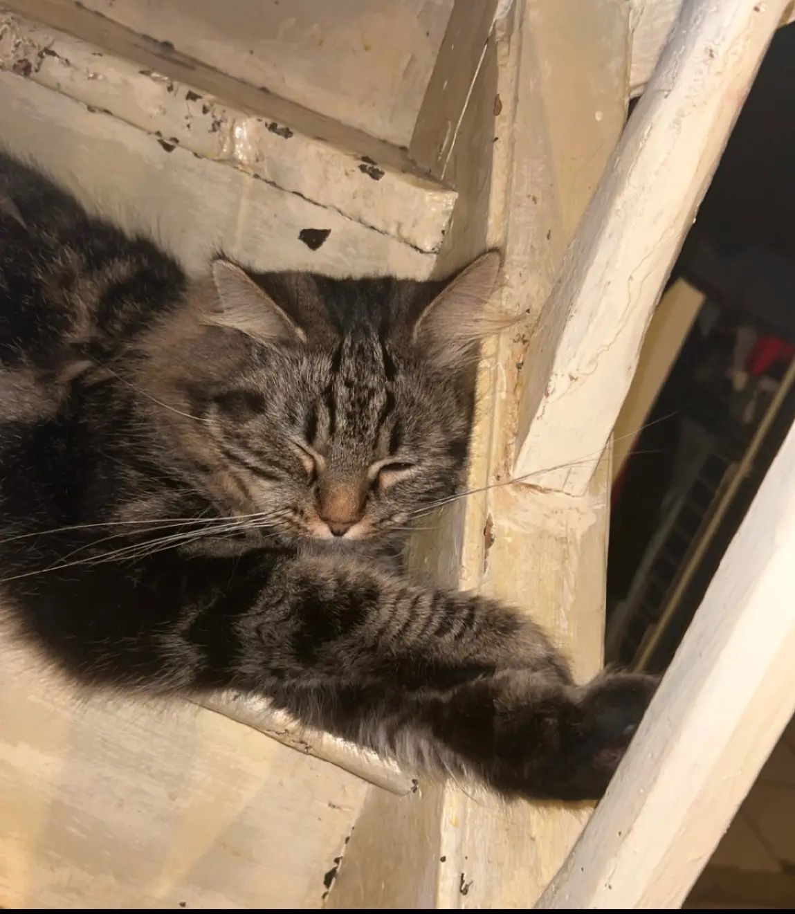 Chatte Perdue 36 Indre - Guess Chatte Perdue 36 Indre - Guess