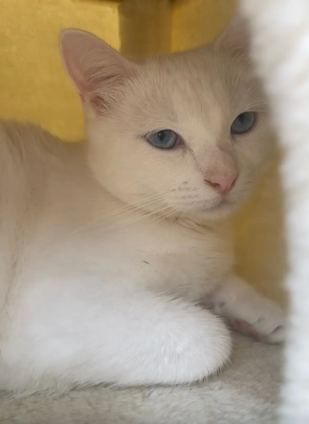 Chatte Perdue 36 Indre - Kitty Chatte Perdue 36 Indre - Kitty