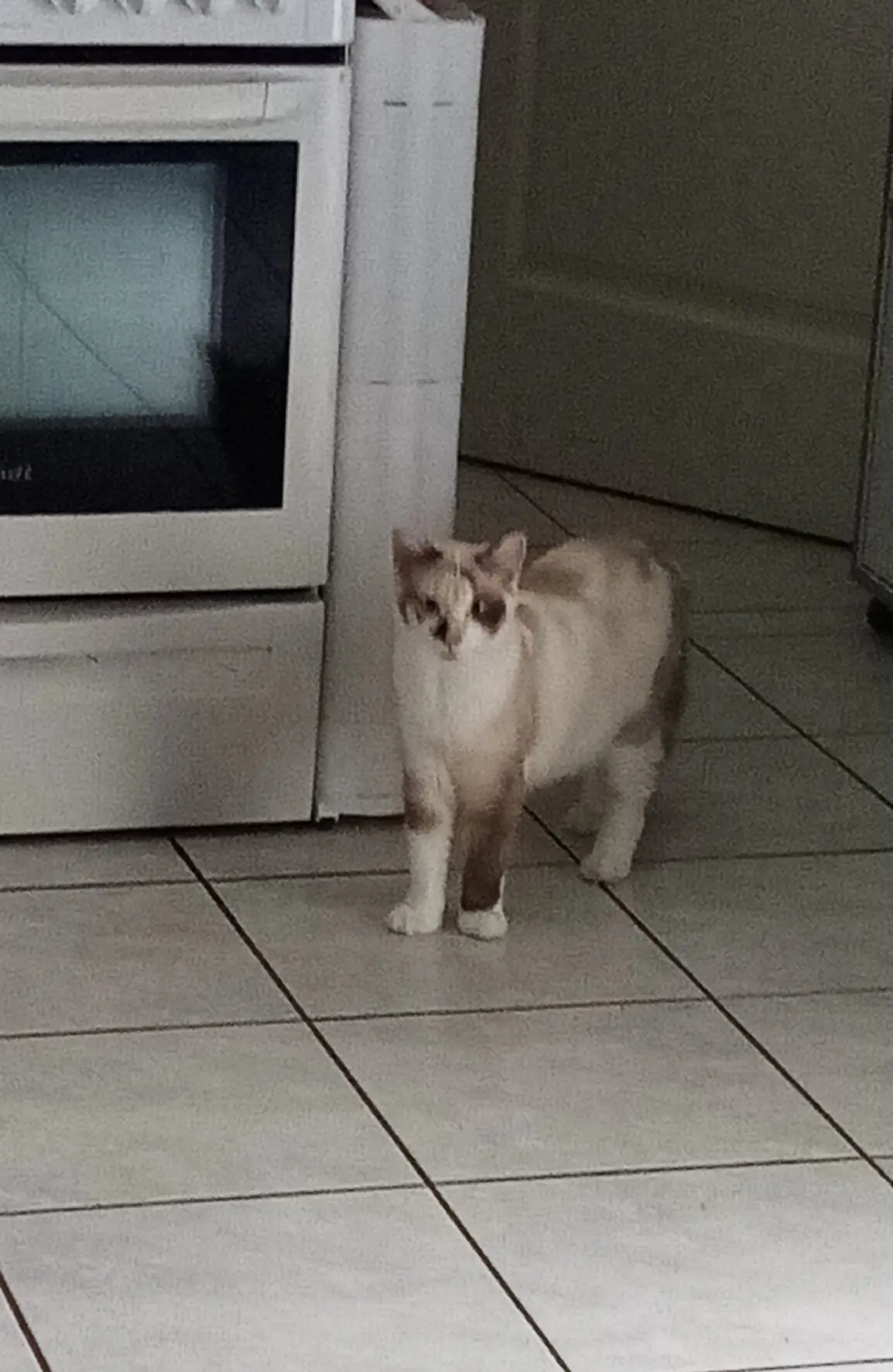 Chatte Perdue 36 Indre - Laly Chatte Perdue 36 Indre - Laly