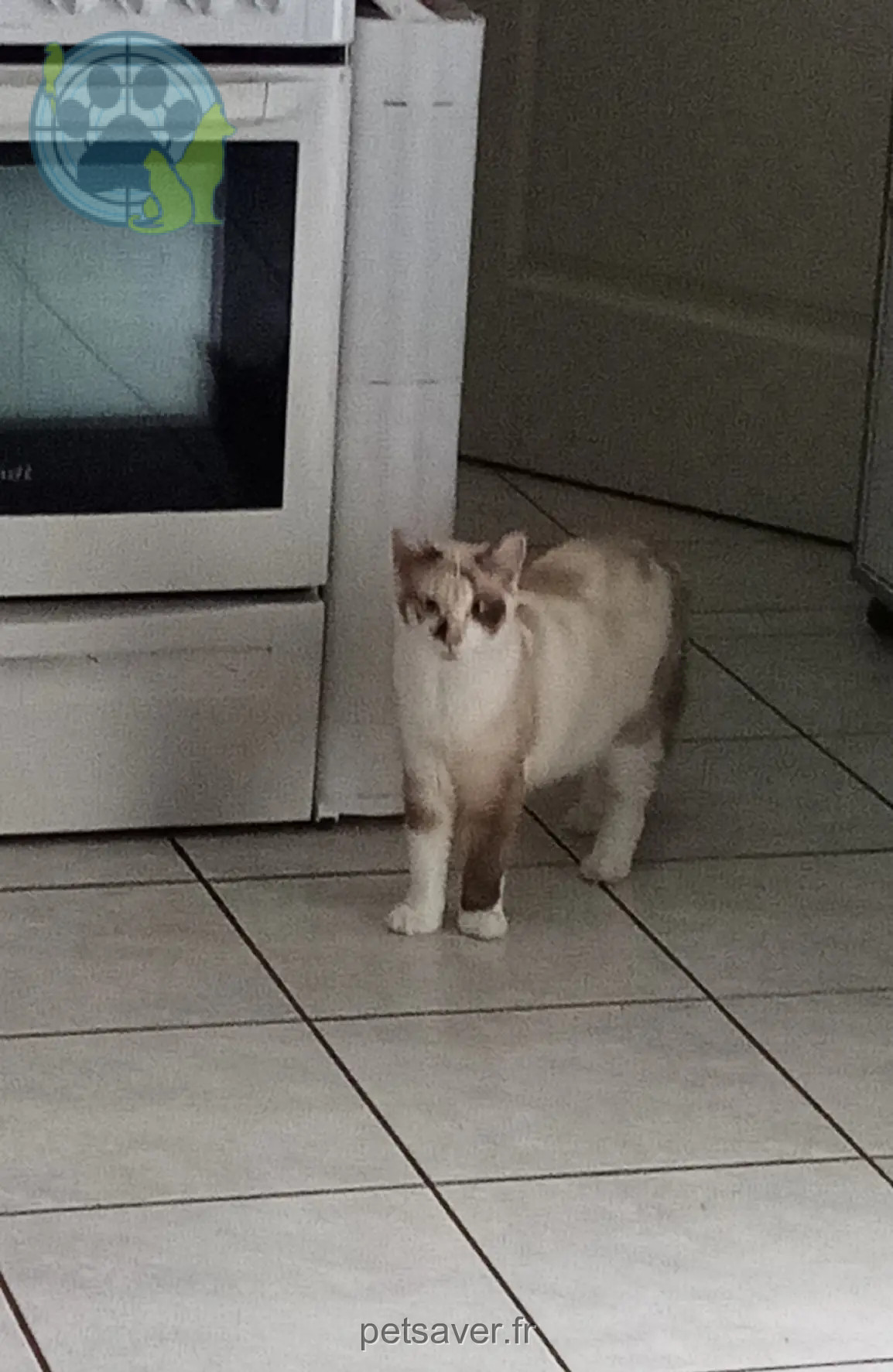 Chatte Perdue 36 Indre - Laly Chatte Perdue 36 Indre - Laly