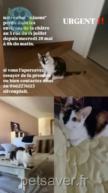 chatte reunited 36400 La Châtre Lebeau