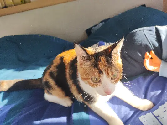 Chatte Perdue 36 Indre - Lila Chatte Perdue 36 Indre - Lila