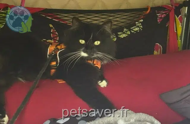 chatte reunited   36270 Éguzon-Chantôme Lilou