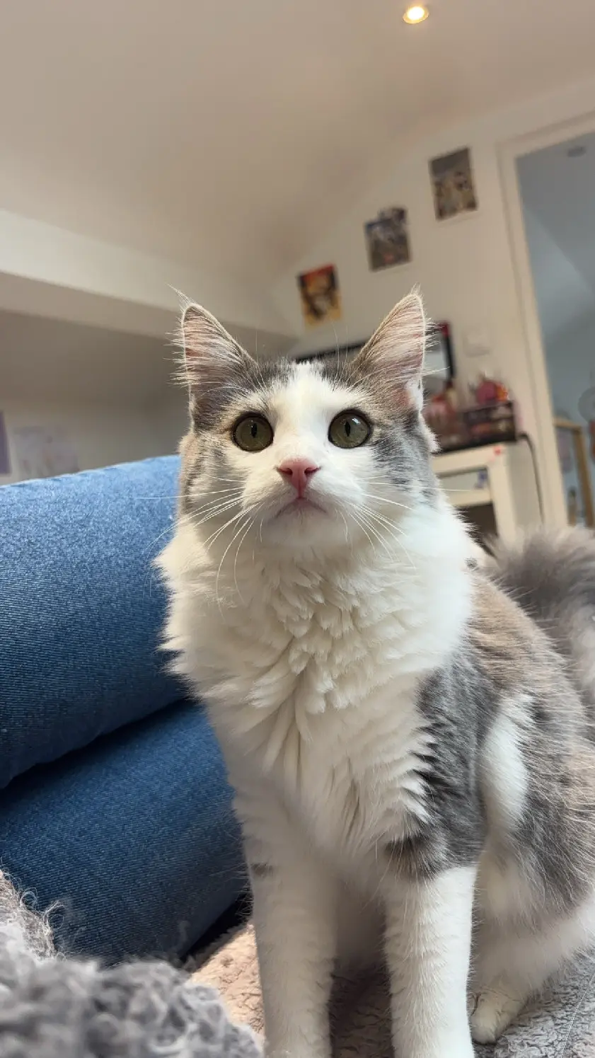 Chatte Perdue 36 Indre Chatte Perdue 36 Indre