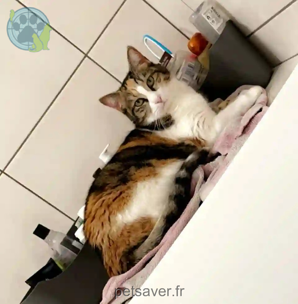 Chatte Perdue 36 Indre - Nala Chatte Perdue 36 Indre - Nala