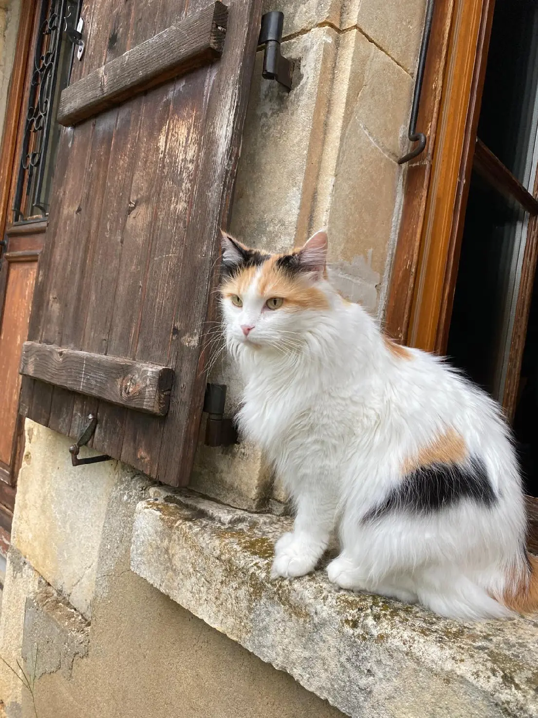 Chatte Perdue 36 Indre - Nella Chatte Perdue 36 Indre - Nella