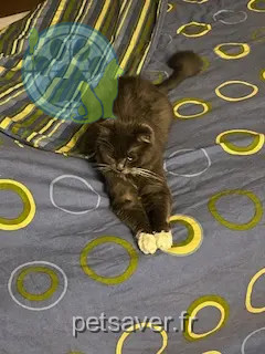 Chatte Perdue 36 Indre - Newton Chatte Perdue 36 Indre - Newton