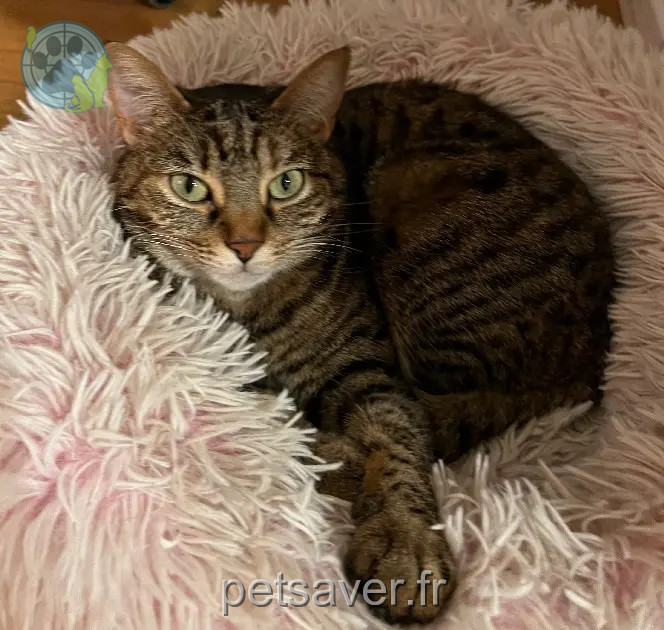 Chatte Perdue 36 Indre - Noisette Chatte Perdue 36 Indre - Noisette