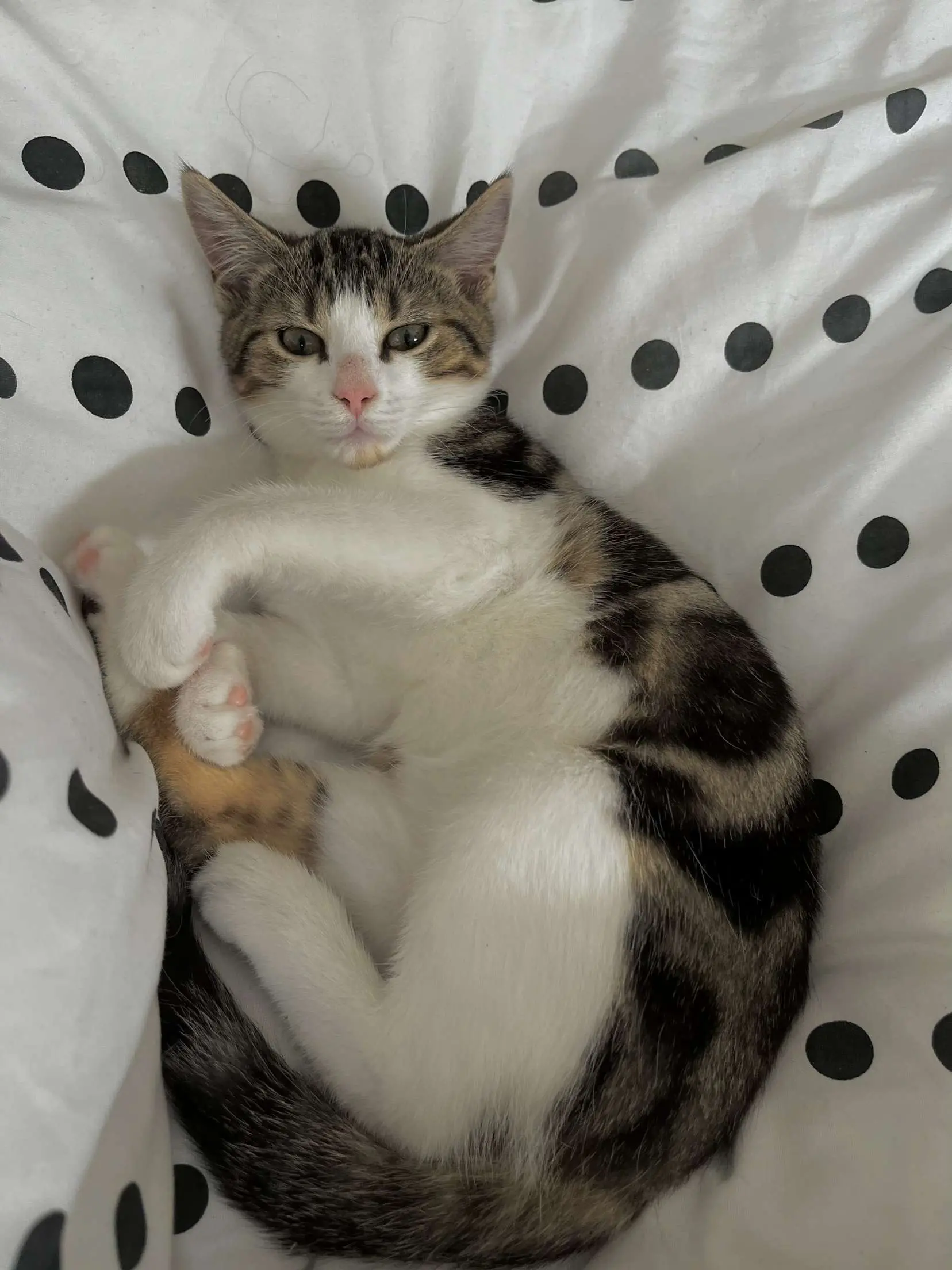 Chatte Perdue 36 Indre - Paillette Chatte Perdue 36 Indre - Paillette