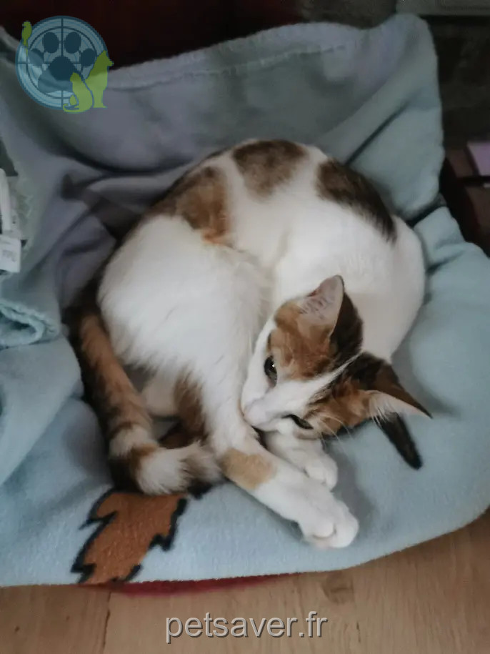 Chatte Perdue 36 Indre - Pistache Chatte Perdue 36 Indre - Pistache