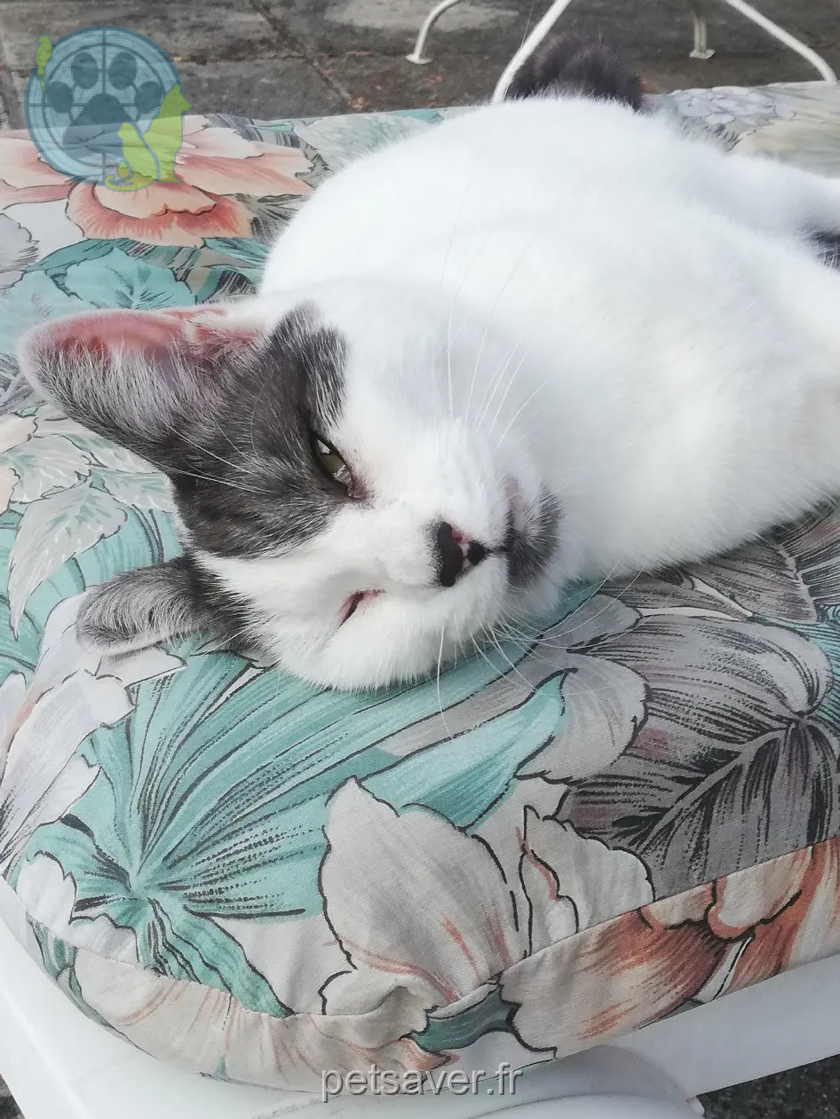 Chatte Trouvée 36 Indre - Romy Chatte Trouvée 36 Indre - Romy