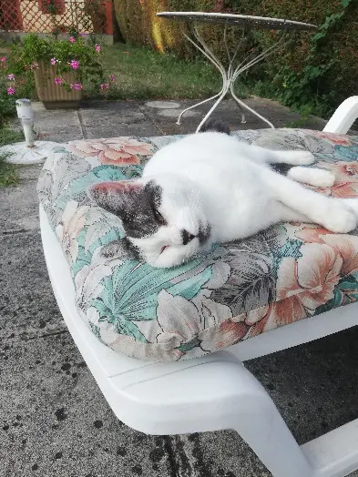 Chatte Perdue 36 Indre - Romy Chatte Perdue 36 Indre - Romy