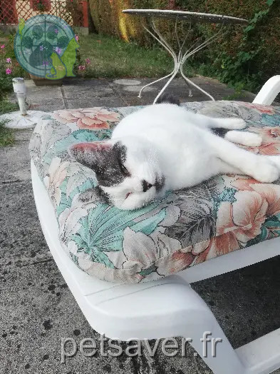 Chatte Perdue 36 Indre - Romy Chatte Perdue 36 Indre - Romy
