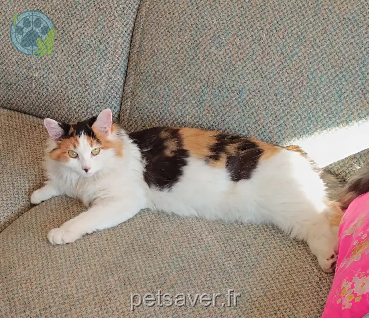 Chatte Perdue 36 Indre - Sushi Chatte Perdue 36 Indre - Sushi