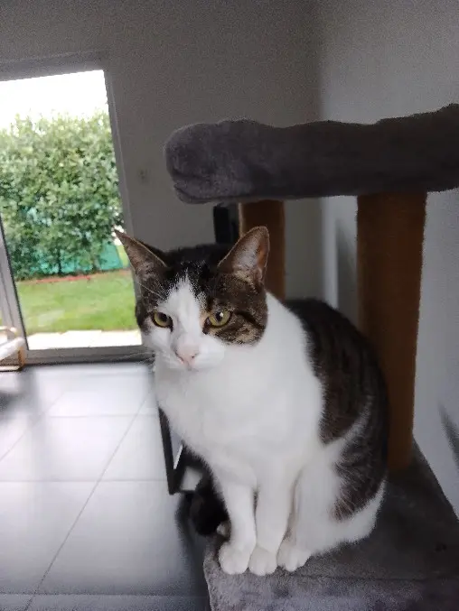 Chatte Perdue 36 Indre Chatte Perdue 36 Indre