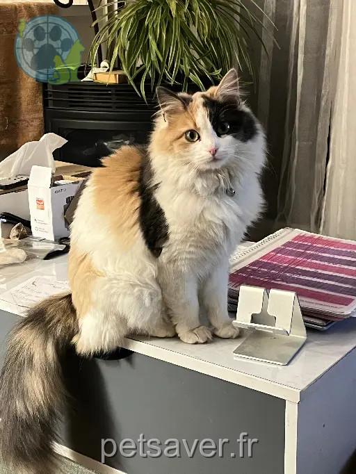 chatte retrouvée D 51 36230 Sarzay Vahiné chatte reunited D 51 36230 Sarzay Vahiné