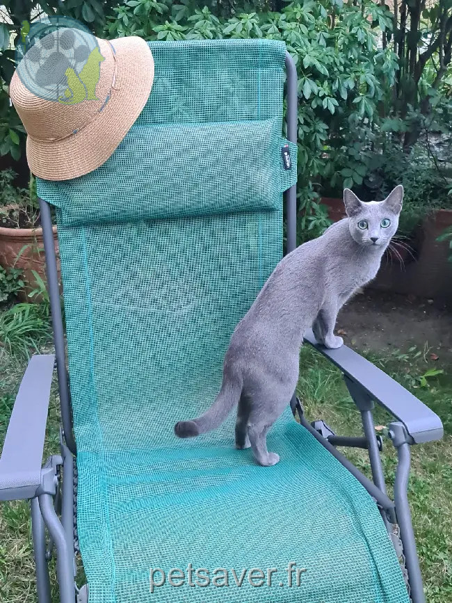 kat teruggevonden D 51 36230 Sarzay kat reunited D 51 36230 Sarzay