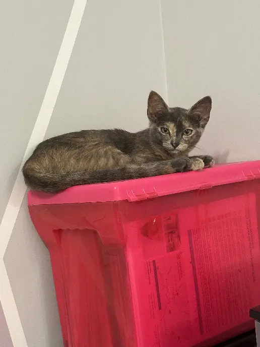 Chatte Perdue 36 Indre Chatte Perdue 36 Indre