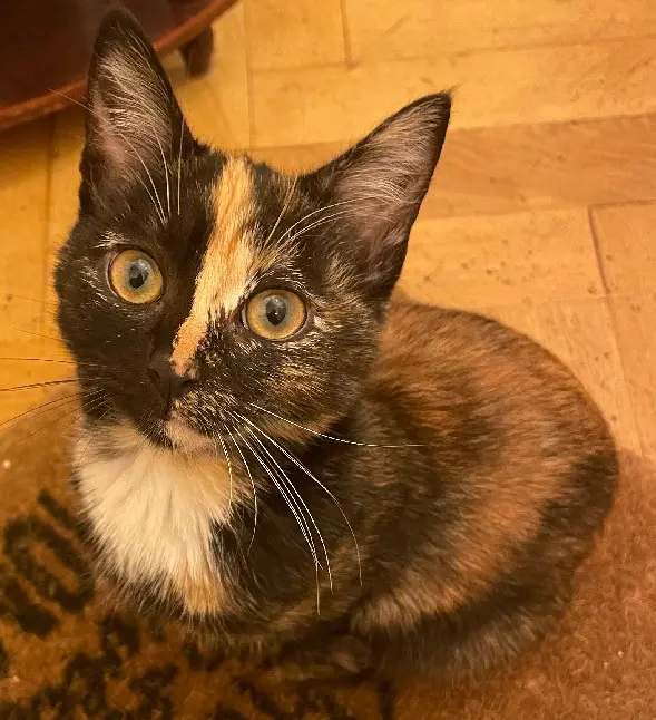 Chatte Perdue 36 Indre Chatte Perdue 36 Indre