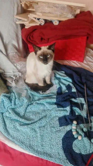 chatte reunited   37520 La Riche Angie