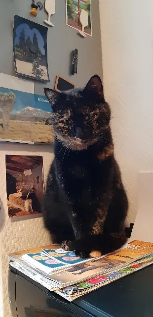 chatte reunited   37390 Chanceaux-sur-Choisille CHIPIE