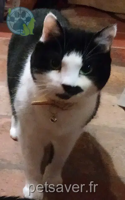 chatte reunited   37390 La Membrolle-sur-Choisille Deforge