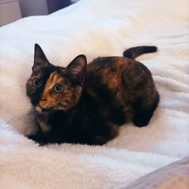 chatte reunited   37550 Saint-Avertin Leia