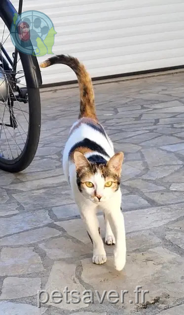 chatte reunited   37150 La Croix-en-Touraine Lily