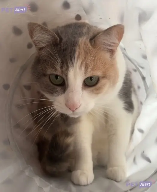 chatte reunited   37260 Villeperdue Luna