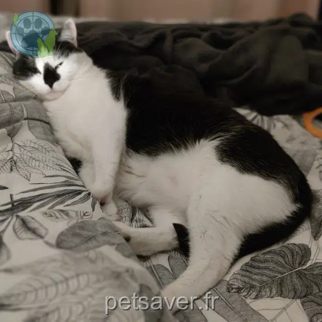 chatte reunited   37540 Saint-Cyr-sur-Loire Mia