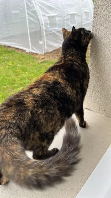 chatte reunited   37130 Mazières-de-Touraine Myrtille