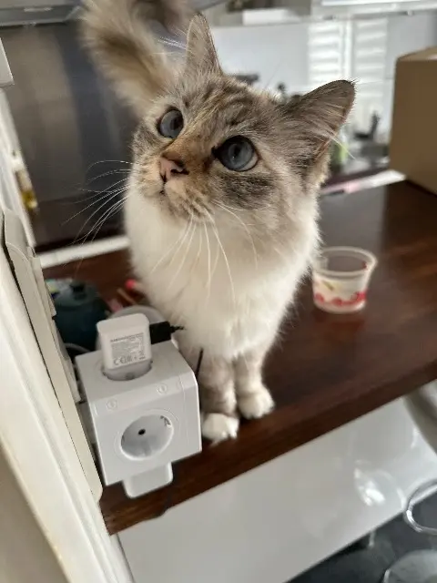 chatte reunited   37540 Saint-Cyr-sur-Loire Paillette