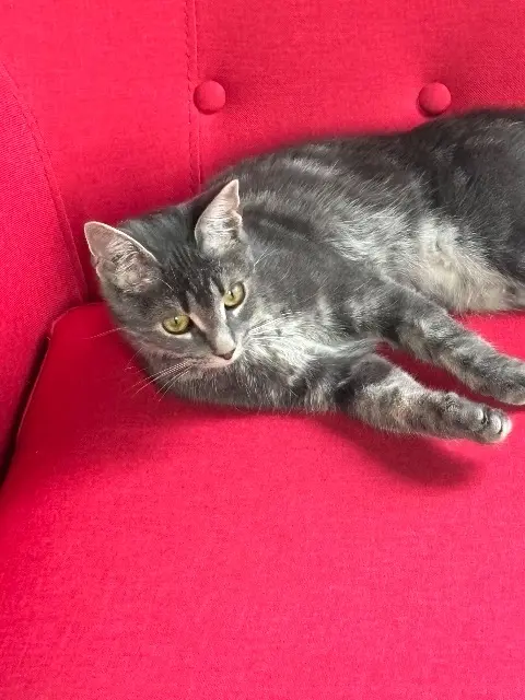 chatte reunited   37230 Fondettes Plume