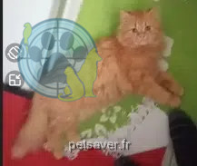 chatte reunited   37330 Château-la-Vallière Praline
