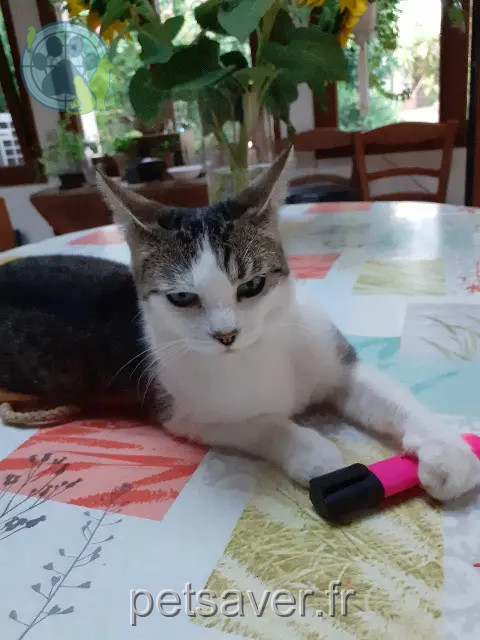 Katze reunited 37360 Sonzay Pépite