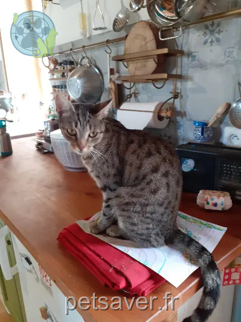 chatte reunited 37120 Jaulnay Rabia
