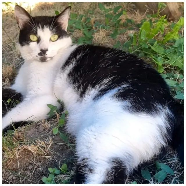 chatte reunited   37240 Manthelan Tani