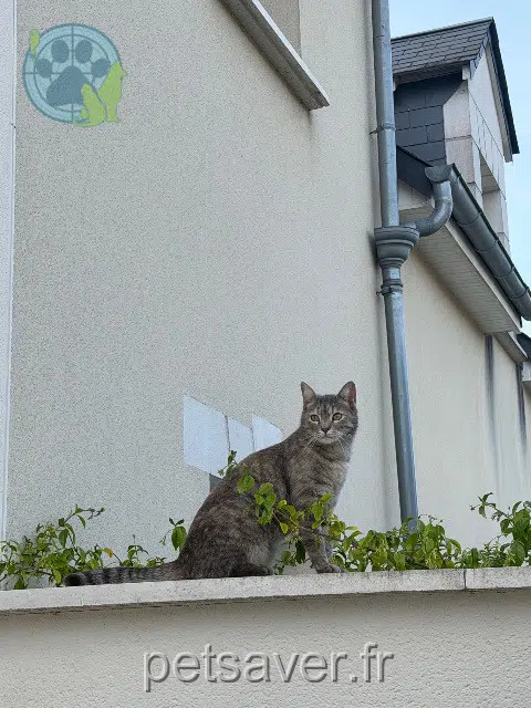 chatte reunited 37300 Joué-lès-Tours Tarcin