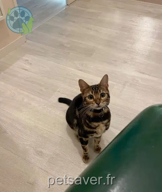 chatte reunited   37550 Saint-Avertin Tika