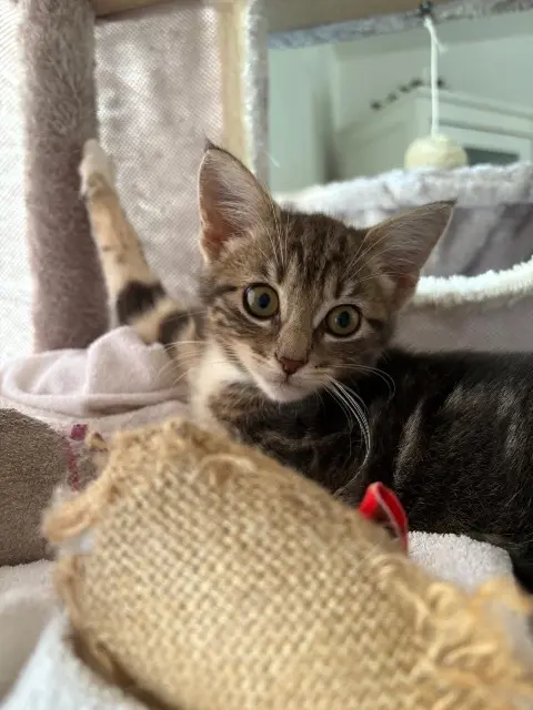 chatte reunited   37230 Fondettes Tomate