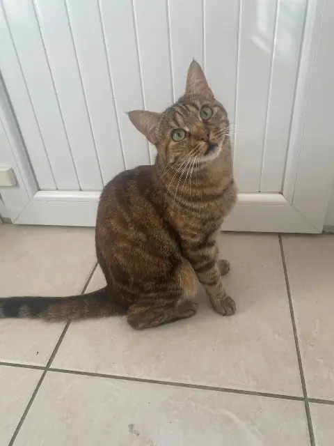 chatte reunited    Tours Amlou