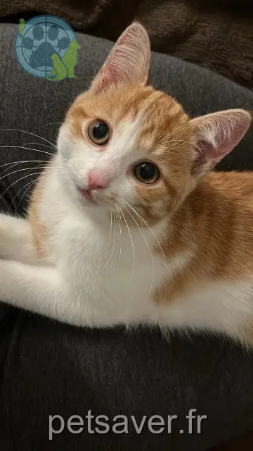 chatte reunited    Tours Aÿna