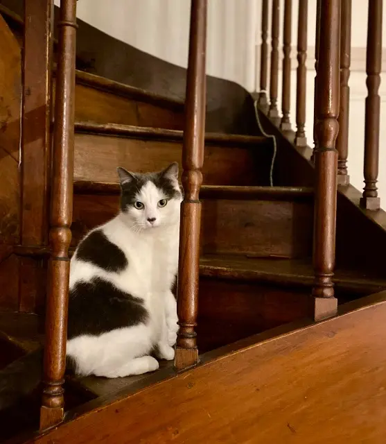 chatte reunited    Tours Cassiopée