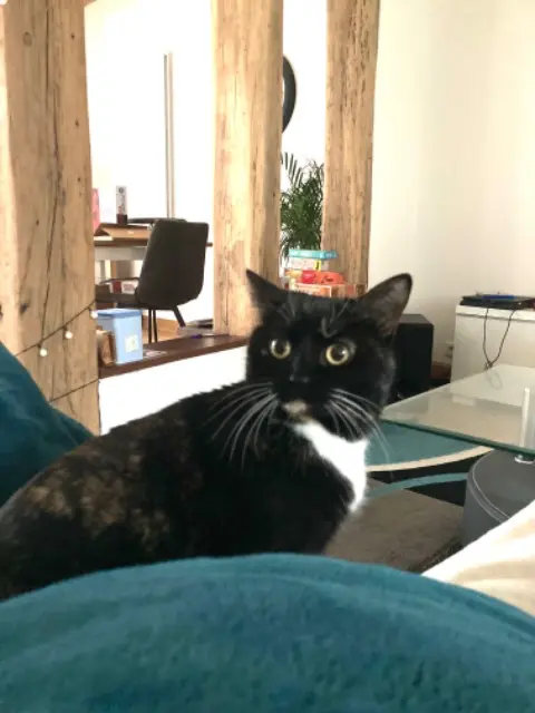 chatte reunited    Tours Chaussette