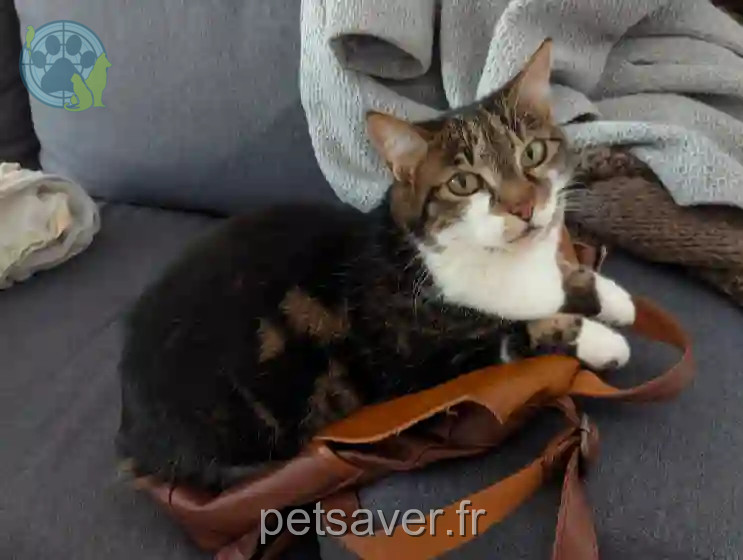 Chatte Perdue 37 Indre-et-Loire Tours - Janna